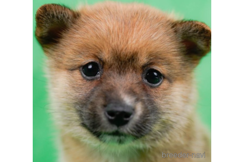 成約済の東京都のミックス犬-225171の1枚目